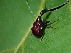 Cycnotrachelus