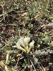 Astragalus ionae
