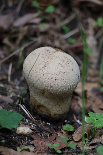 Pestle Puffball