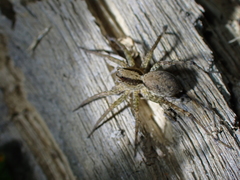 Pardosa pusiola