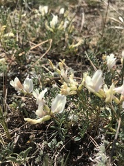 Astragalus ionae