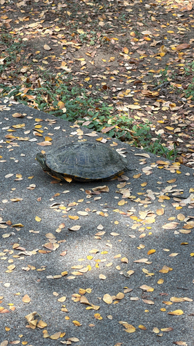 Pond Slider