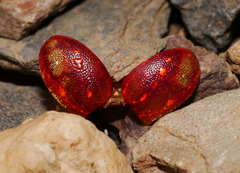 Paropsis geographica