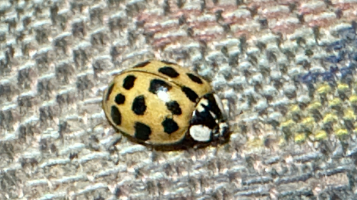Asian Lady Beetle