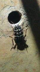 Neostylopyga rhombifolia