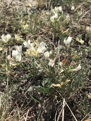 Astragalus ionae