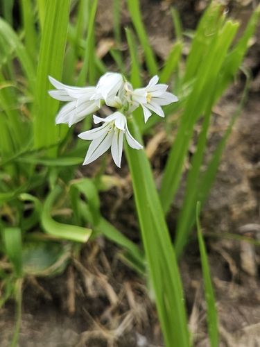 Three-cornered garlic