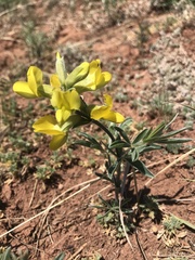 Thermopsis lanceolata