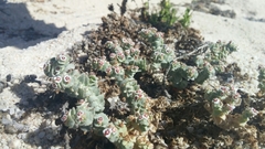 Euphorbia leucophylla