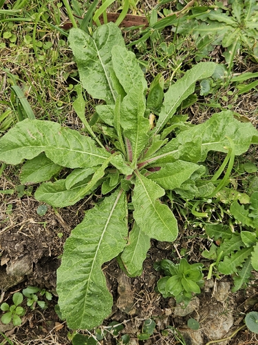 bristly oxtongue