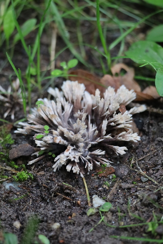Urchin Earthfan