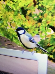 Parus major