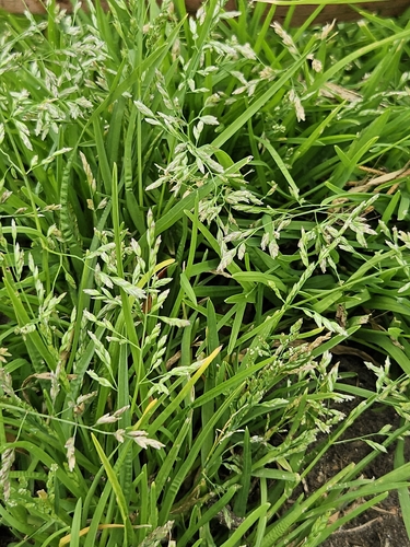 Annual Meadow-grass