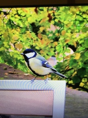 Parus major
