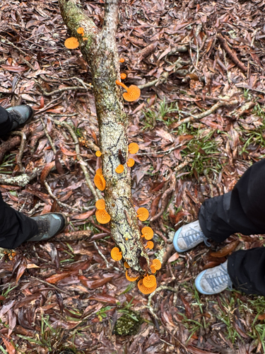 Calocera, 2026-09-24