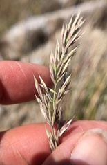 Calamagrostis ophitidis