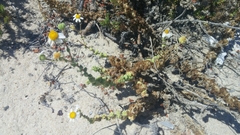 Perityle crassifolia