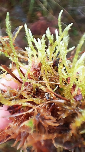 Straminergon stramineum observed 2026-09-28
