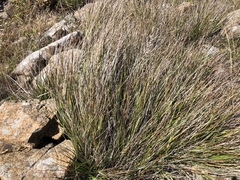 Calamagrostis ophitidis