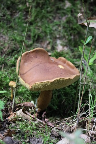 Bay Bolete