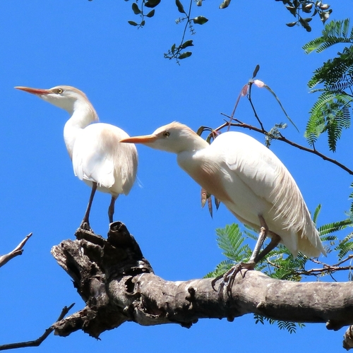 Western Cattle-Egret