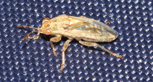 Germalus observed 2026-09-27