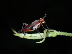 Sepedon lobifera