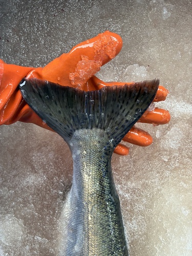 Coho Salmon