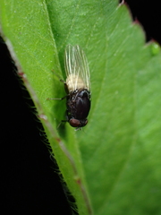 Minettia longipennis