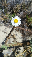Perityle crassifolia