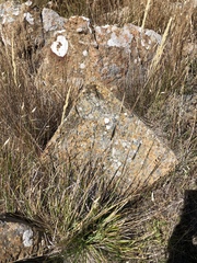 Calamagrostis ophitidis