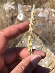 Calamagrostis ophitidis
