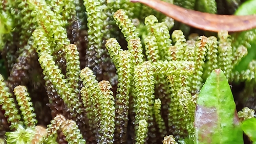 Paludella squarrosa, 2026-09-28