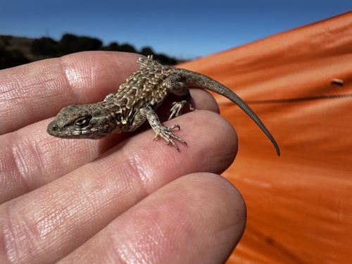 Western Side-blotched Lizard