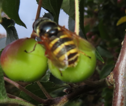 Yellow-barred Peat Hover Fly