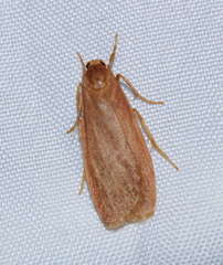 Scoliacma pactolias