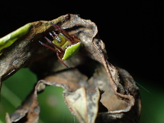 Araneus viridiventris