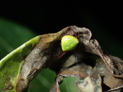 Araneus viridiventris