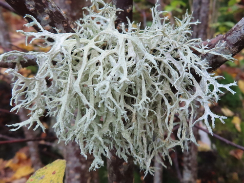 Oakmoss