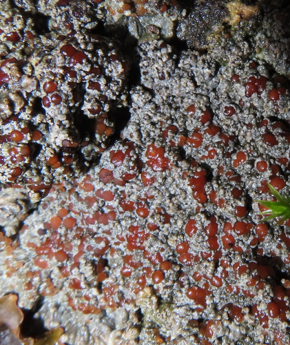 Blue Felt Lichen