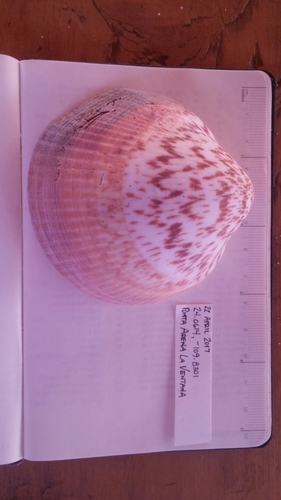 Glycymeris gigantea
