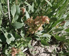 Rumex venosus
