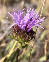Monardella purpurea