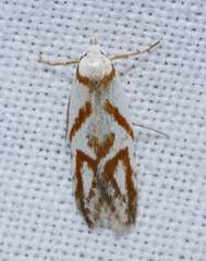 Oxythecta acceptella