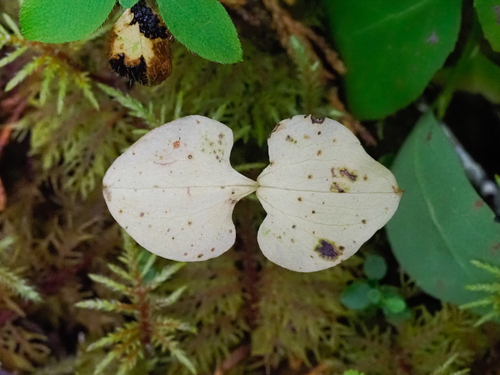 Neottia cordata observed 2026-09-24