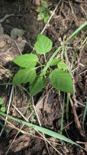 eastern black nightshade
