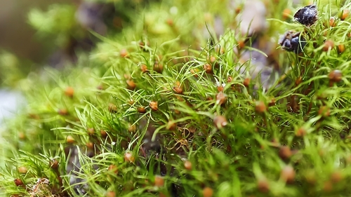 Leptobryum pyriforme observed 2026-09-28