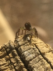 Artoriopsis