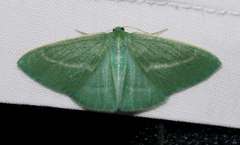 Chlorocoma stereota