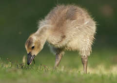 Branta canadensis